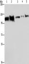 Heat shock 70 kDa protein 4 antibody, TA349855, Origene, Western Blot image 