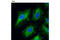 Plectin antibody, 12254S, Cell Signaling Technology, Immunocytochemistry image 