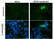 ZFP57 Zinc Finger Protein antibody, GTX631717, GeneTex, Immunocytochemistry image 