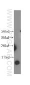 NADH:Ubiquinone Oxidoreductase Subunit B3 antibody, 12358-1-AP, Proteintech Group, Western Blot image 