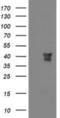 Musashi RNA Binding Protein 1 antibody, NBP2-03434, Novus Biologicals, Western Blot image 