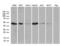 Zinc Finger FYVE-Type Containing 1 antibody, LS-C792351, Lifespan Biosciences, Western Blot image 