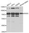 Arginyl-tRNA synthetase, cytoplasmic antibody, A6307, ABclonal Technology, Western Blot image 