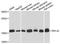 60S ribosomal protein L32 antibody, A06487, Boster Biological Technology, Western Blot image 