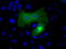 hsBG antibody, TA501187, Origene, Immunofluorescence image 