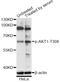 Akt antibody, AP0304, ABclonal Technology, Western Blot image 