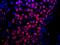 Heterogeneous nuclear ribonucleoprotein U-like protein 1 antibody, IHC-00393, Bethyl Labs, Immunofluorescence image 