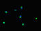 Late Cornified Envelope 1B antibody, orb45938, Biorbyt, Immunofluorescence image 