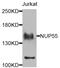 Nucleoporin 155 antibody, PA5-76260, Invitrogen Antibodies, Western Blot image 