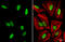 Heterogeneous Nuclear Ribonucleoprotein A0 antibody, GTX133398, GeneTex, Immunofluorescence image 