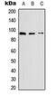 Selectin P antibody, MBS8200361, MyBioSource, Western Blot image 