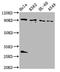 BICD Cargo Adaptor 2 antibody, LS-C680217, Lifespan Biosciences, Western Blot image 