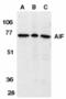 Apoptosis Inducing Factor Mitochondria Associated 1 antibody, TA306038, Origene, Western Blot image 
