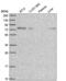 Rho guanine nucleotide exchange factor 26 antibody, NBP2-55416, Novus Biologicals, Western Blot image 