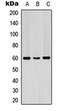 Dug antibody, orb315646, Biorbyt, Western Blot image 