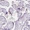 Claudin 25 antibody, HPA053555, Atlas Antibodies, Immunohistochemistry frozen image 