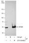 Cysteine protease ATG4C antibody, GTX129488, GeneTex, Immunoprecipitation image 