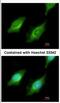 Cytochrome P450 4A11 antibody, NBP2-16081, Novus Biologicals, Immunofluorescence image 
