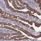 Zinc Finger Protein 891 antibody, HPA040301, Atlas Antibodies, Immunohistochemistry frozen image 