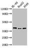 Mitochondrial Calcium Uniporter antibody, CSB-PA847694LA01HU, Cusabio, Western Blot image 