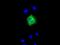 EDL antibody, GTX84193, GeneTex, Immunofluorescence image 