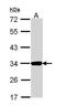 Annexin A4 antibody, GTX113383, GeneTex, Western Blot image 