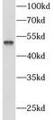 Pannexin 1 antibody, FNab06137, FineTest, Western Blot image 