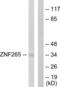 Zinc Finger RANBP2-Type Containing 2 antibody, LS-C118728, Lifespan Biosciences, Western Blot image 
