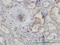 Actin Related Protein 2 antibody, H00010097-M01, Novus Biologicals, Immunohistochemistry frozen image 