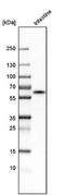 Liver carboxylesterase 1 antibody, NBP1-84556, Novus Biologicals, Western Blot image 