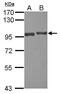 USP6 N-Terminal Like antibody, PA5-31749, Invitrogen Antibodies, Western Blot image 