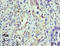 Karyopherin Subunit Alpha 1 antibody, A54356-100, Epigentek, Immunohistochemistry paraffin image 