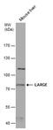 LARGE Xylosyl- And Glucuronyltransferase 1 antibody, PA5-78393, Invitrogen Antibodies, Western Blot image 