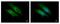 BCL10 Immune Signaling Adaptor antibody, GTX112744, GeneTex, Immunofluorescence image 