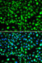 SET And MYND Domain Containing 1 antibody, 18-611, ProSci, Immunofluorescence image 