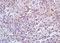 Minichromosome Maintenance Complex Component 3 antibody, orb13570, Biorbyt, Immunohistochemistry paraffin image 