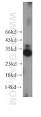 BCL10 Immune Signaling Adaptor antibody, 17732-1-AP, Proteintech Group, Western Blot image 