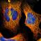Immunoglobulin Binding Protein 1 antibody, HPA000634, Atlas Antibodies, Immunofluorescence image 