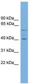 EDIL3 antibody, TA340067, Origene, Western Blot image 