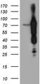 ATP Binding Cassette Subfamily F Member 2 antibody, CF811212, Origene, Western Blot image 