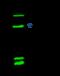 Histone chaperone ASF1B antibody, 14382-R004, Sino Biological, Immunoprecipitation image 