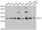 SURF1 Cytochrome C Oxidase Assembly Factor antibody, abx005182, Abbexa, Western Blot image 