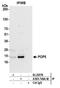 POP5 Homolog, Ribonuclease P/MRP Subunit antibody, A305-746A-M, Bethyl Labs, Immunoprecipitation image 