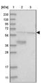 APOBEC1 Complementation Factor antibody, NBP1-90271, Novus Biologicals, Western Blot image 