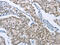 HNF-3A antibody, CSB-PA132836, Cusabio, Immunohistochemistry paraffin image 