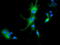 10-formyltetrahydrofolate dehydrogenase antibody, TA501850, Origene, Immunofluorescence image 