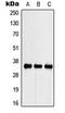 SPARC antibody, LS-C353788, Lifespan Biosciences, Western Blot image 