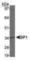 Homeobox protein DLX-4 antibody, TA301565, Origene, Western Blot image 