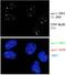 hPc2 antibody, 18544-1-AP, Proteintech Group, Immunofluorescence image 