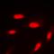 Akt antibody, orb393201, Biorbyt, Immunofluorescence image 
